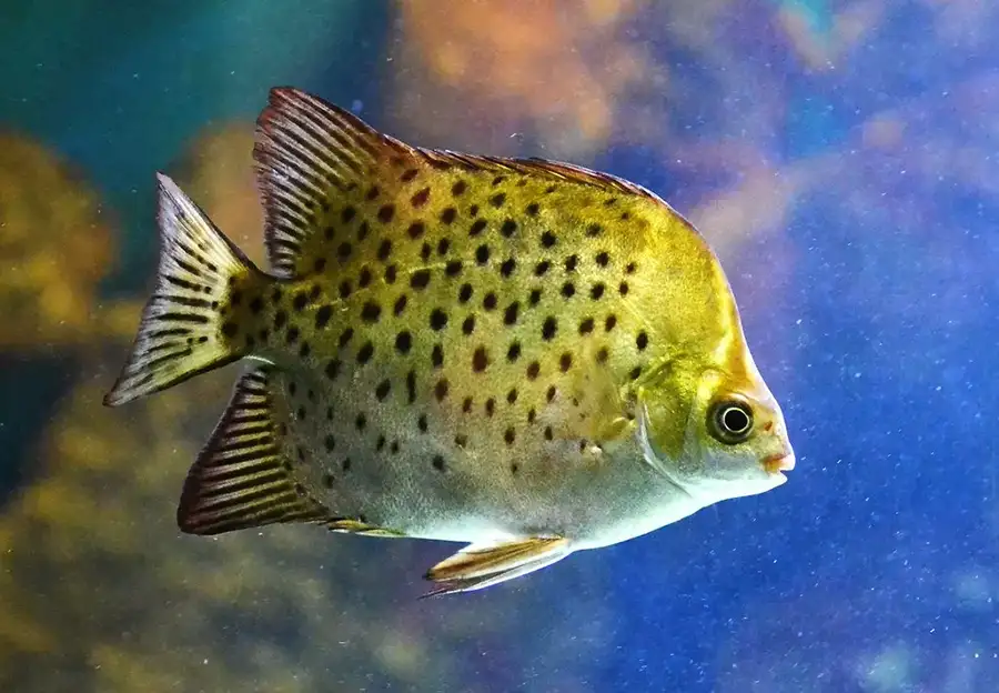 red spotted scat fish
