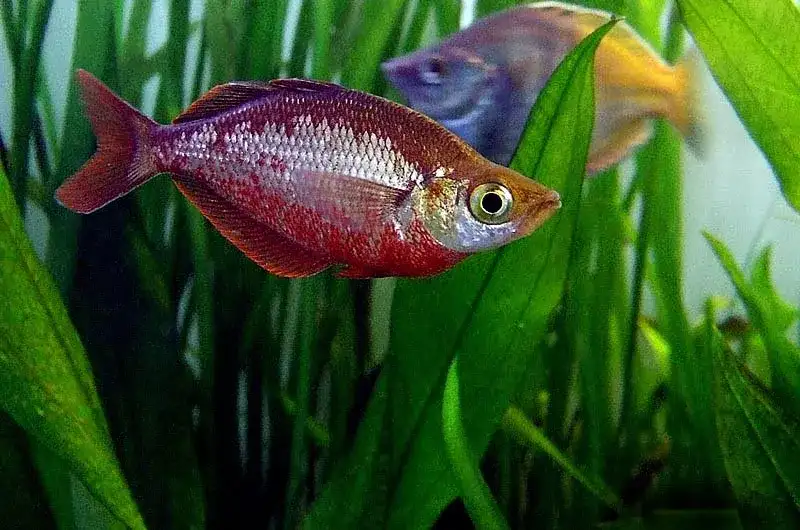 salmon red rainbowfish