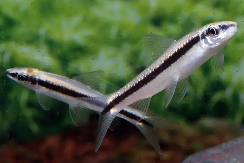 siamese algae eaters