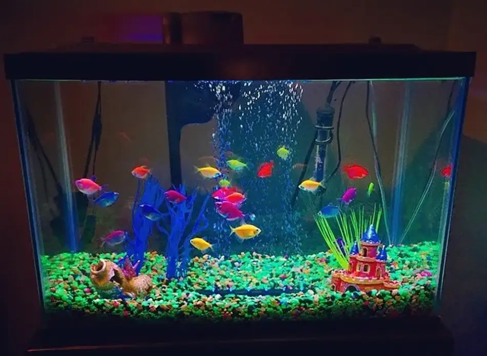 colorful glofish in an aquarium