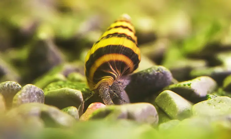 assassin snail