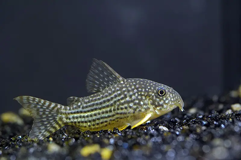corydora sterbai