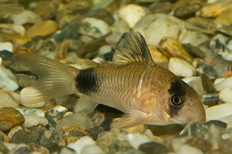 corydora panda