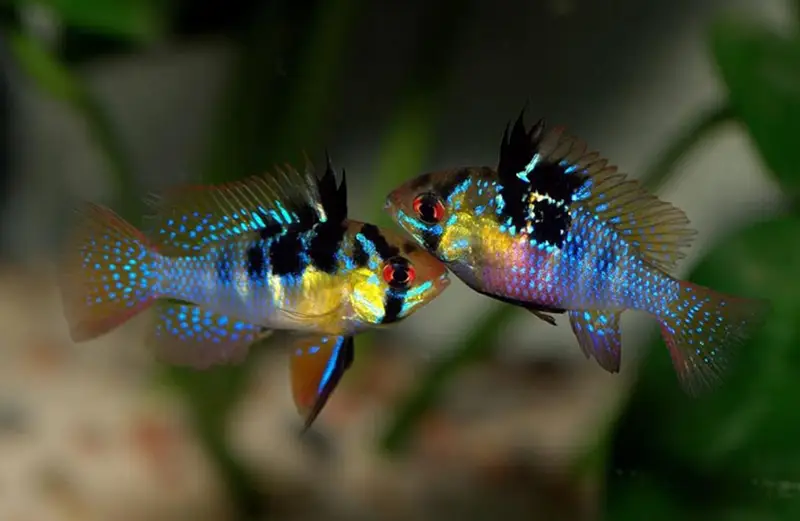 german blue ram