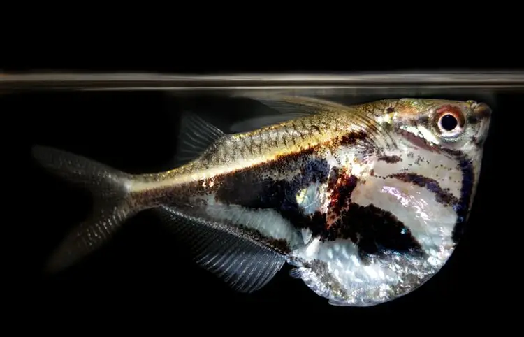 marbled hatchetfish