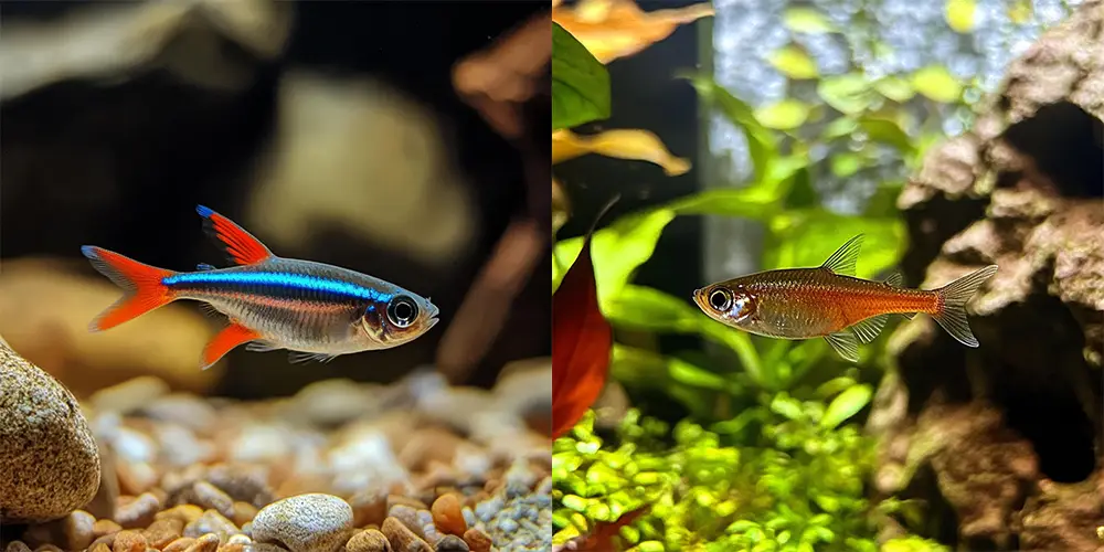 neon tetra and ember tetra