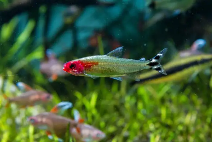 rummy nose tetra