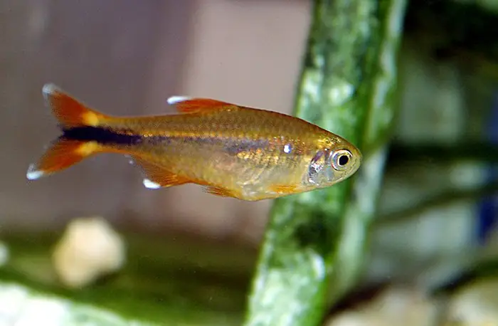 silver tip tetra