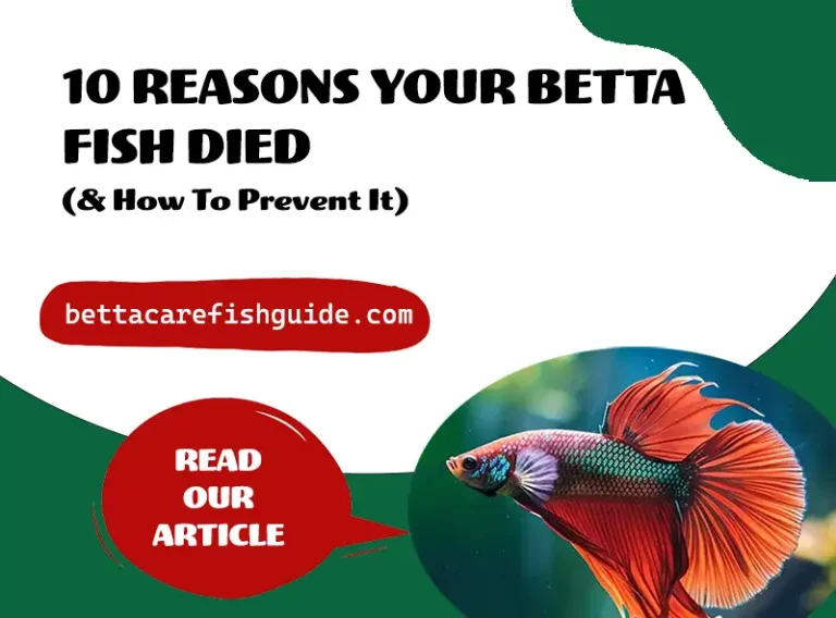 10 Reasons Your Betta Fish Died (And How To Prevent It)