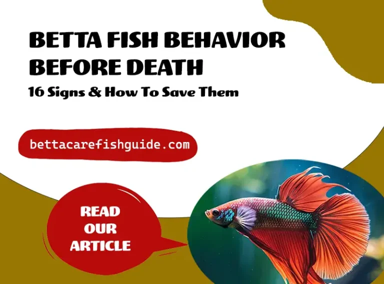 betta fish behavior before death