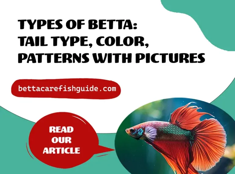 types of betta tail type, color, patterns with pictures