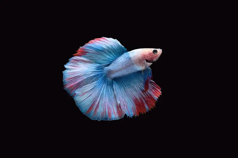 double tail betta