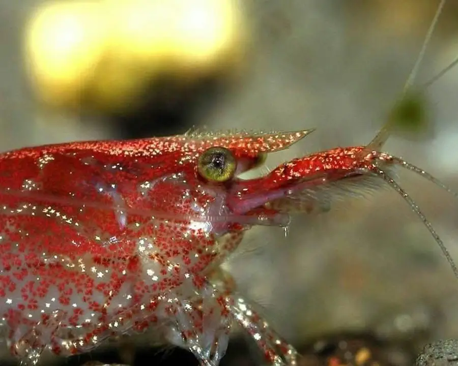 cherry shrimp closeup