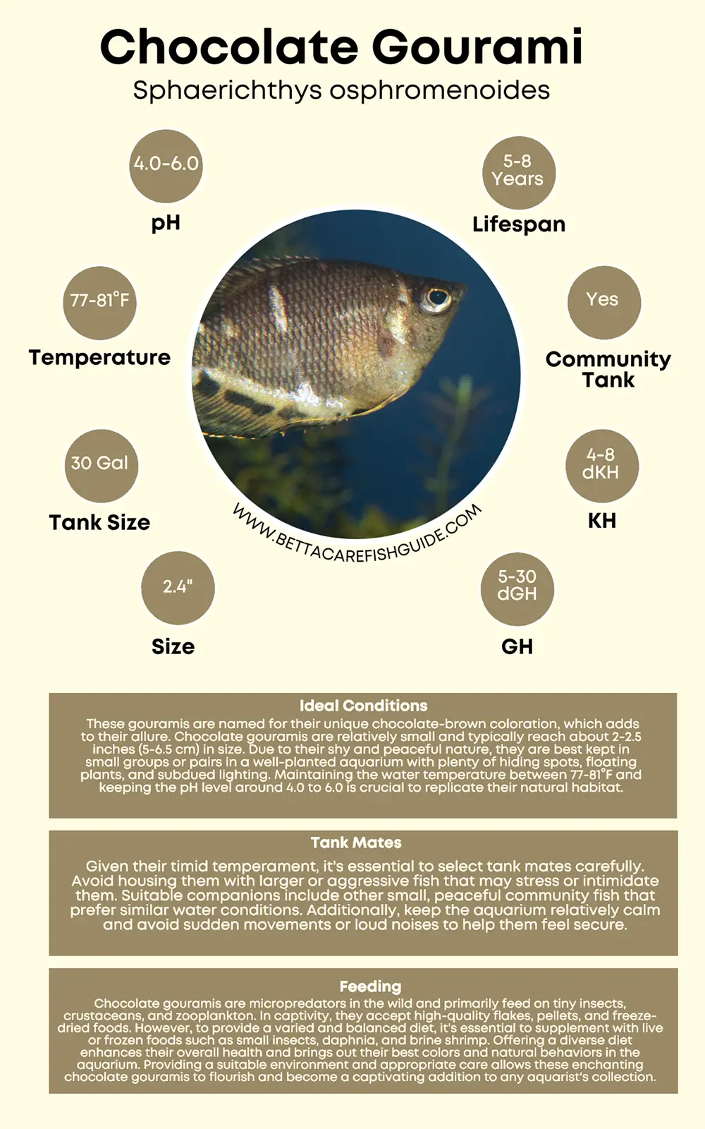 chocolate gourami care sheet