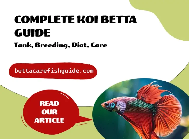 complete koi betta guide