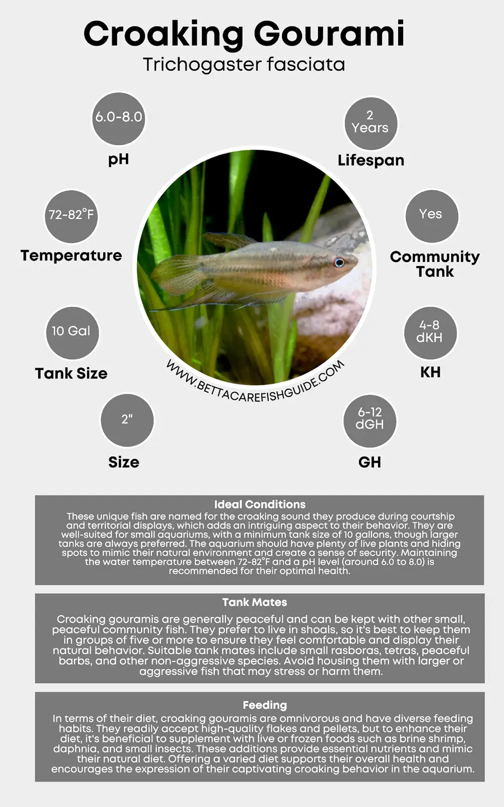 croaking gourami care sheet