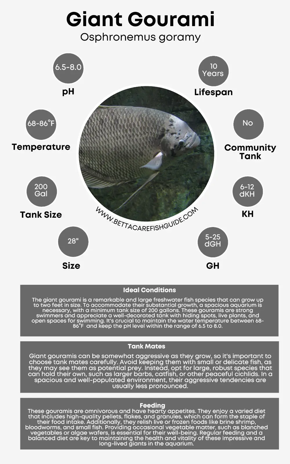 giant gourami care sheet