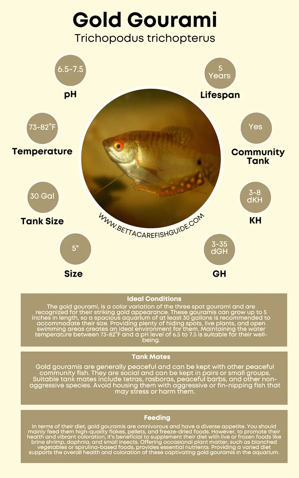 gold gourami care sheet