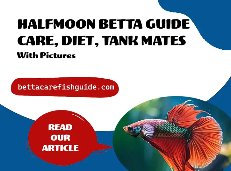 halfmoon betta guide care, diet, tank mates