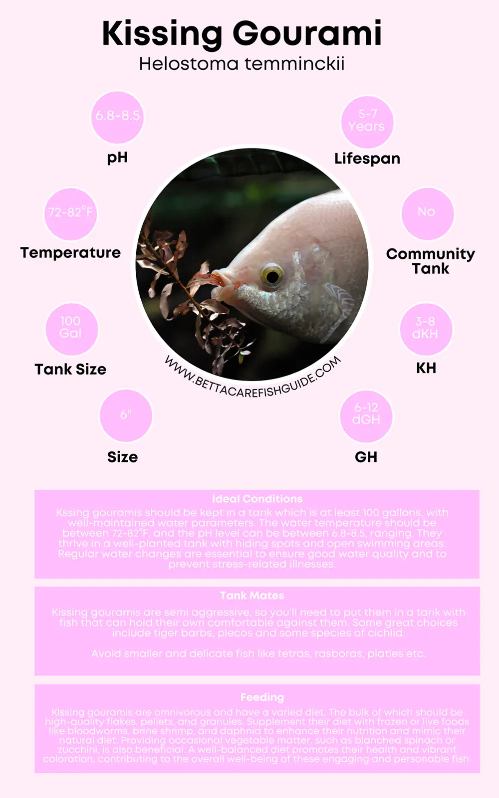 kissing gourami care sheet