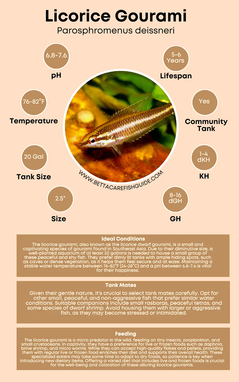 licorice gourami care sheet