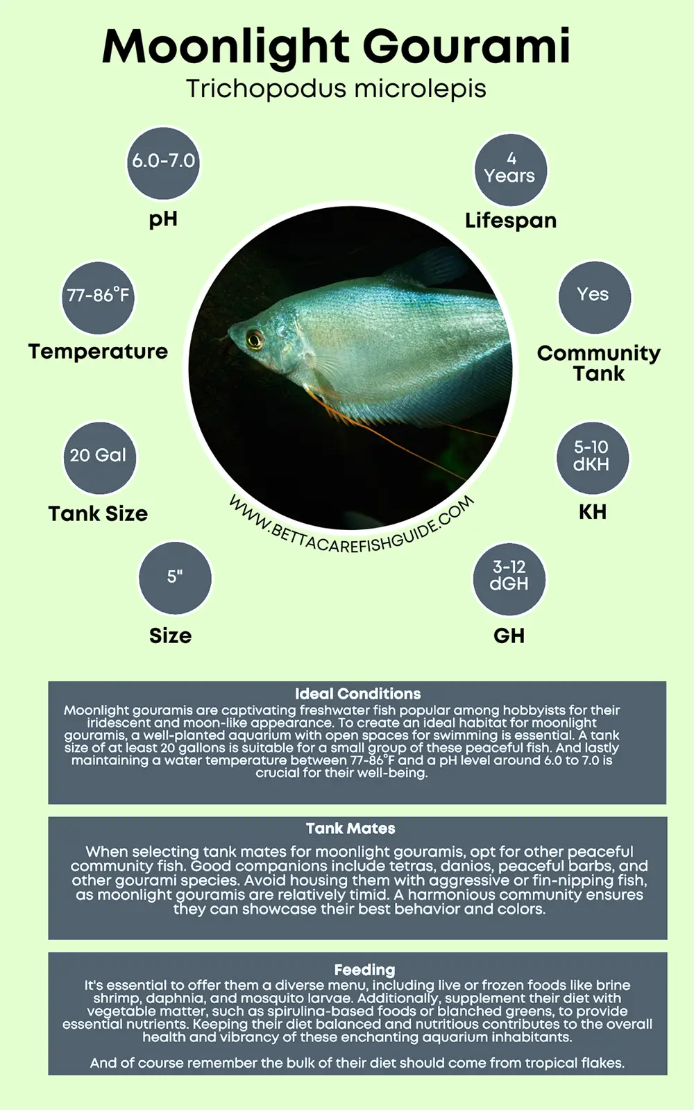 moonlight gourami care sheet