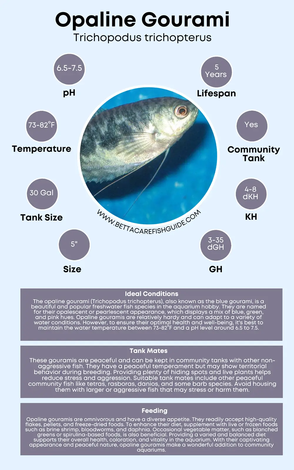 opaline gourami care sheet