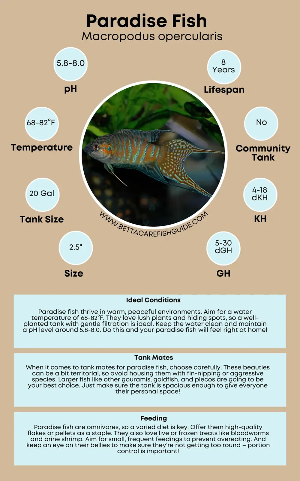 paradise fish care sheet