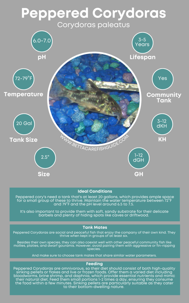 Fresh Look at 18 Easy To Breed Fish And How To Care For