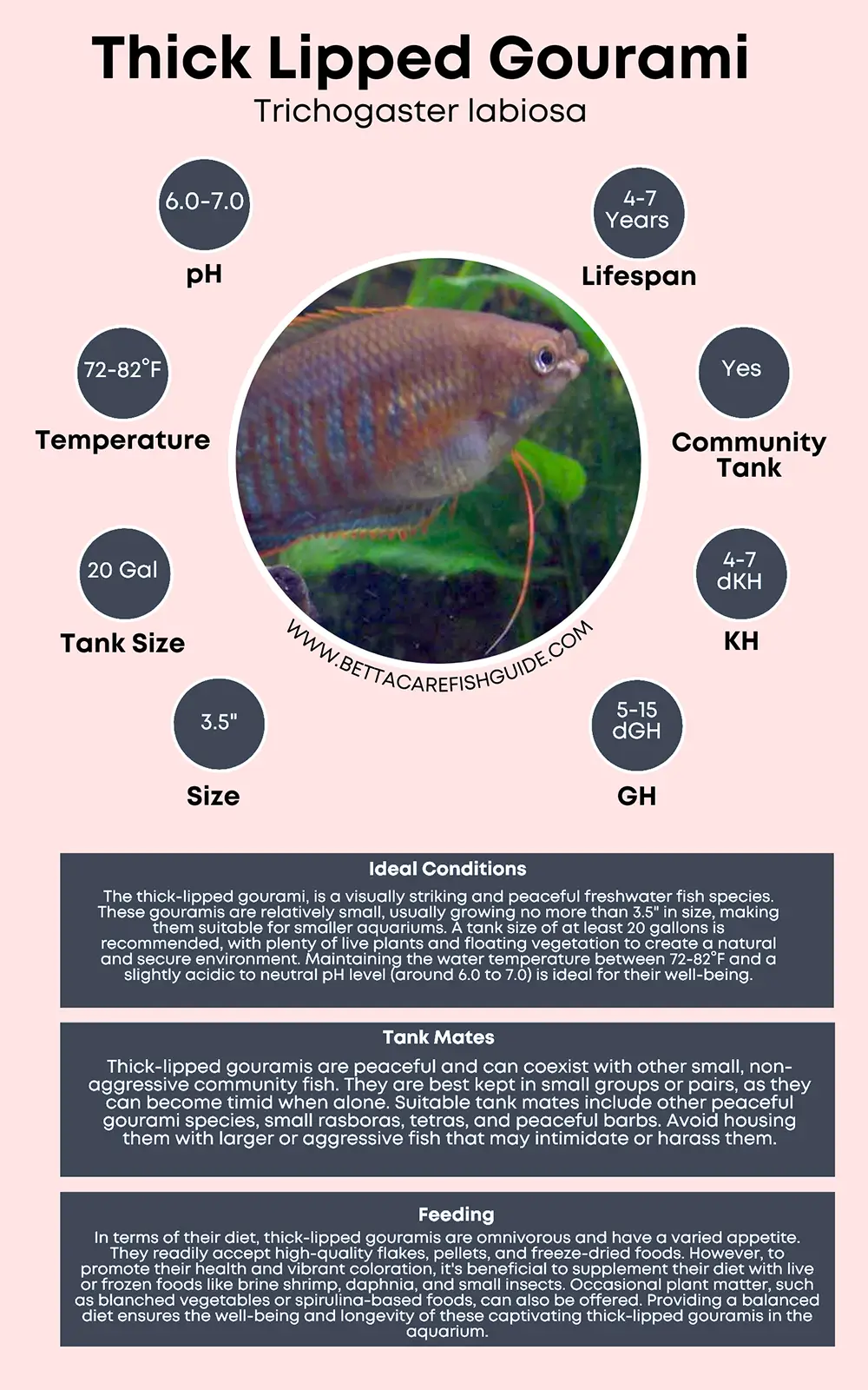 thick lipped gourami care sheet