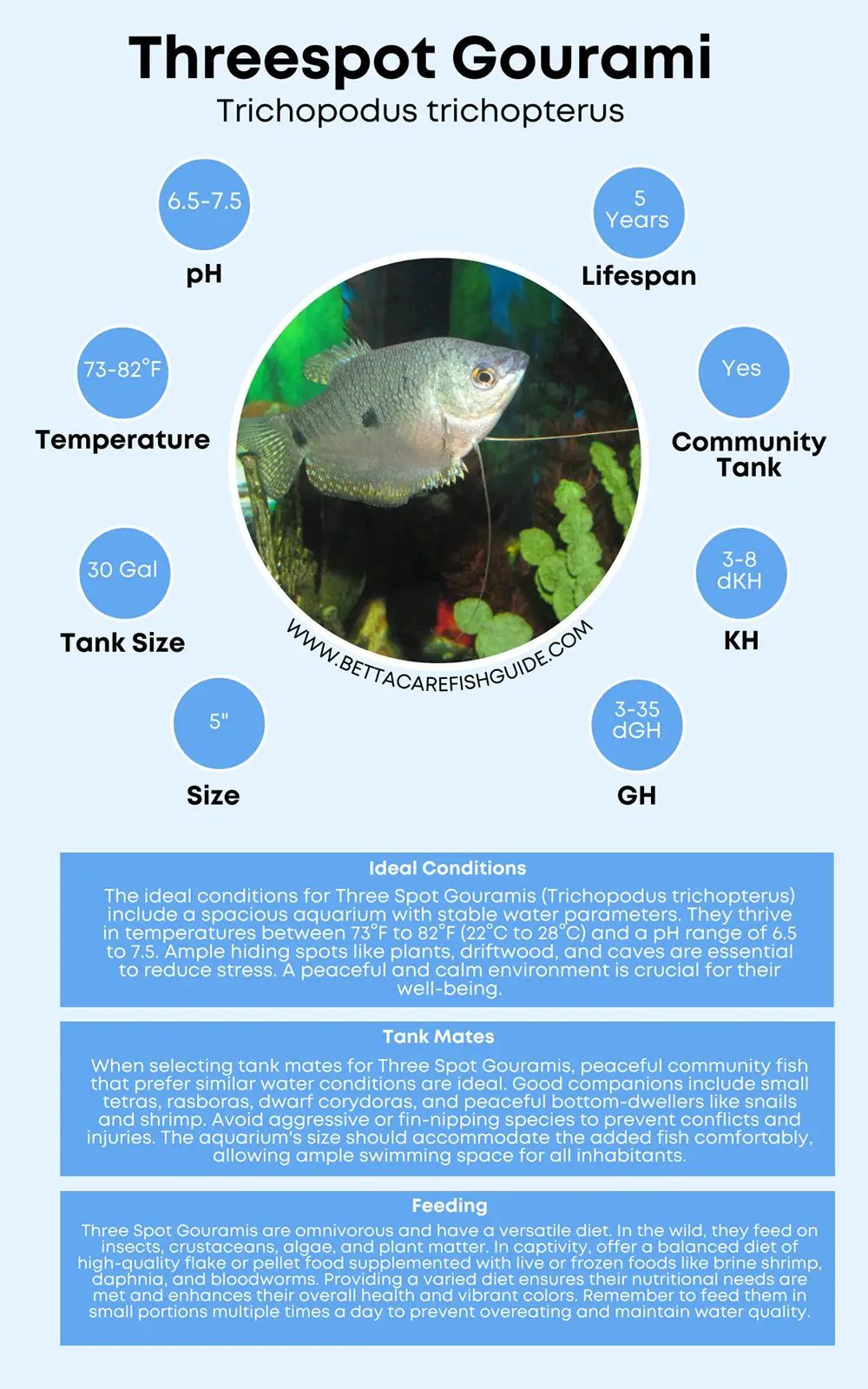 threespot gourami care sheet
