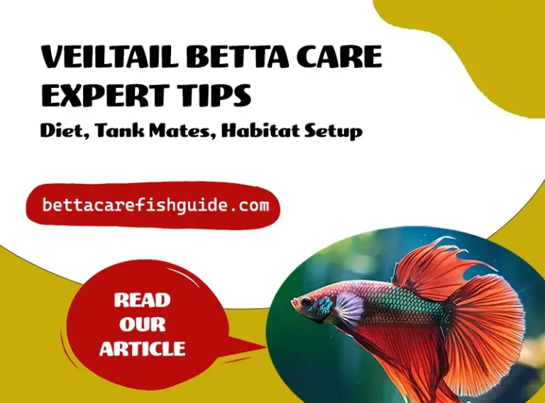 veiltail betta care expert tips