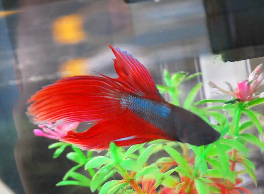 veiltail betta fish
