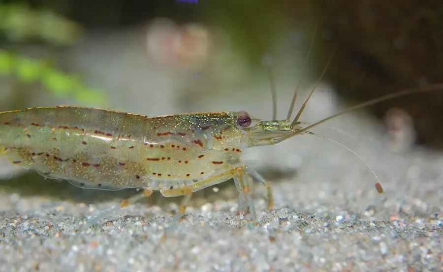 amano shrimp in aquarium