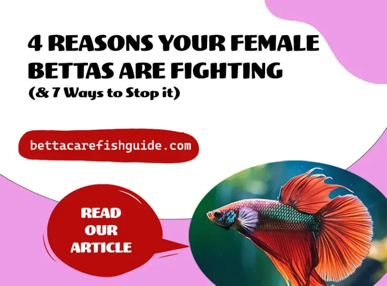 4 reasons your female bettas are fighting