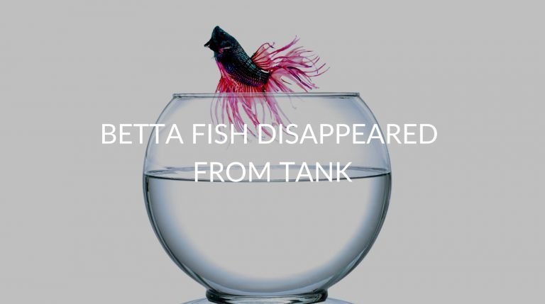 Betta Fish Disappeared From Tank