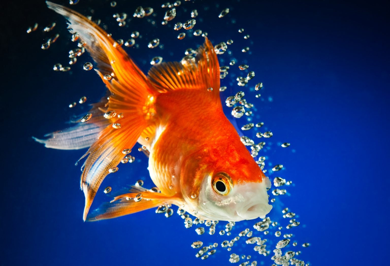 Do Goldfish Have Teeth? (And The Reason They Need Them) - Betta Care ...