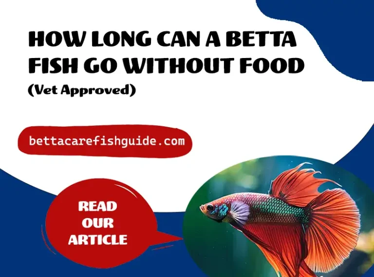 how long can a betta fish go without food