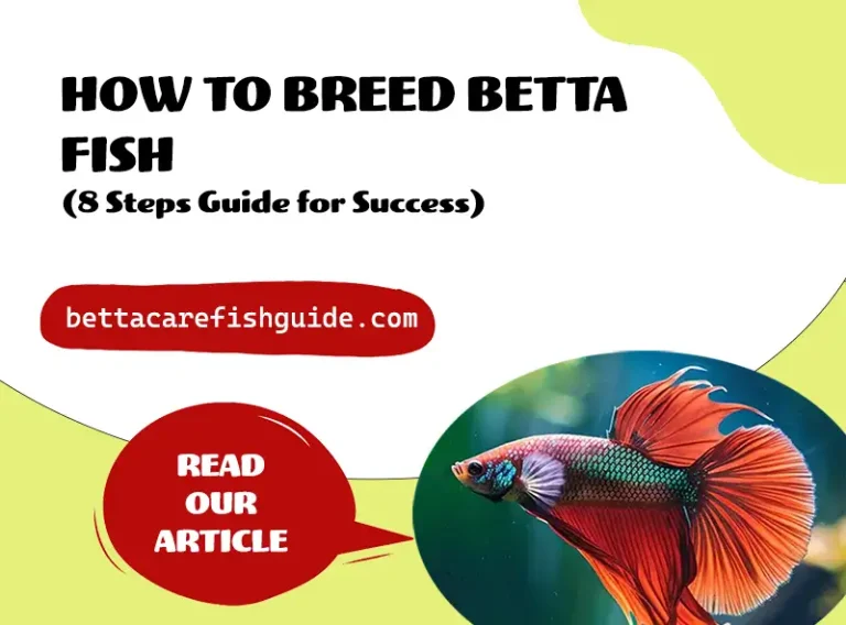 how to breed betta fish