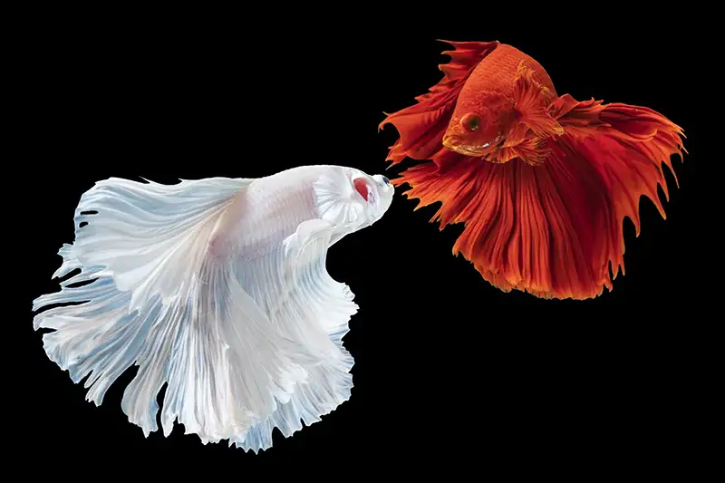 Rhythmic of two betta splendens fighting fish over isolated black