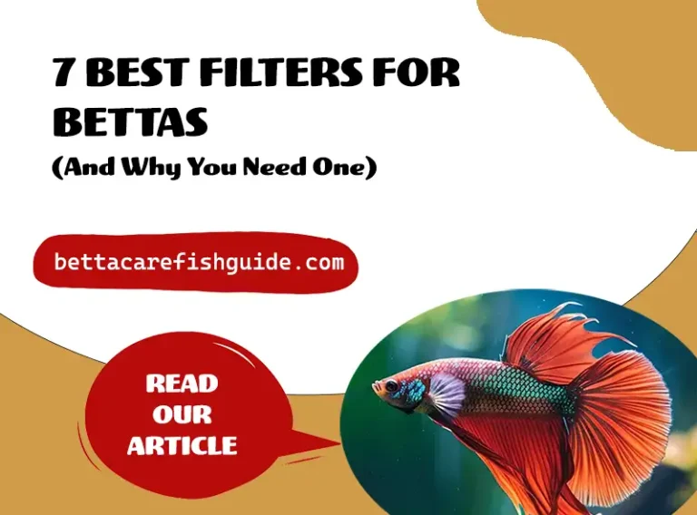 7 best filters for bettas