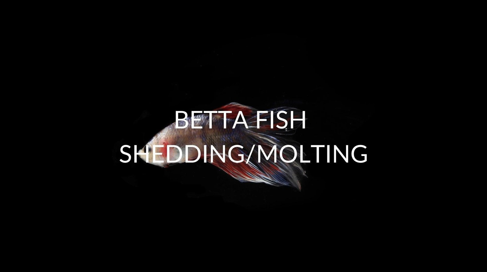 7 Reasons Your Betta Fish Is Shedding/Molting (And What To Do)