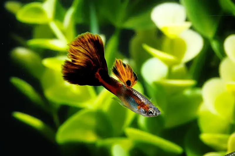 guppy swimming