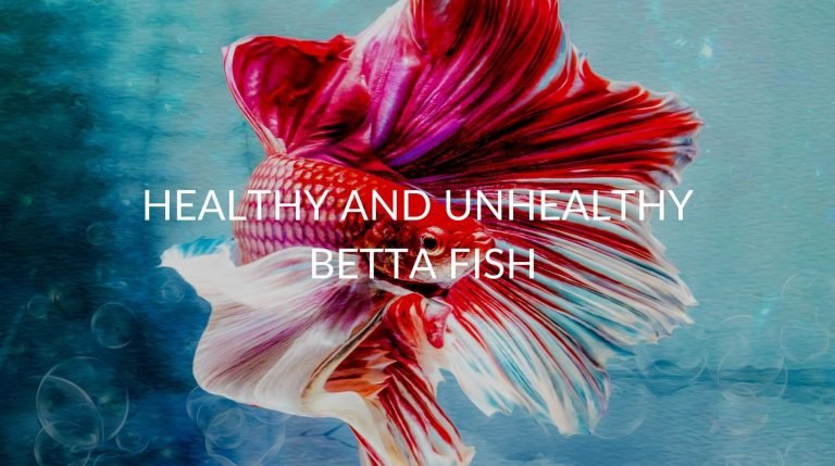 healthy betta,unhealthy betta
