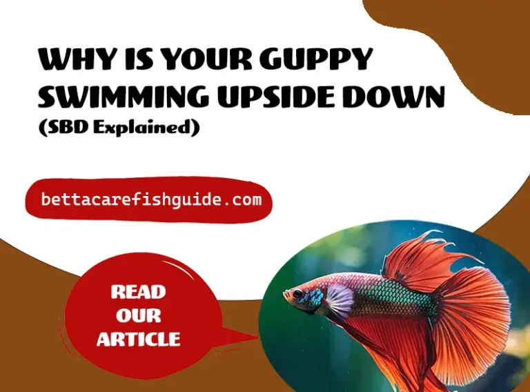 Why Is Your Guppy Swimming Upside Down? (SBD Explained)