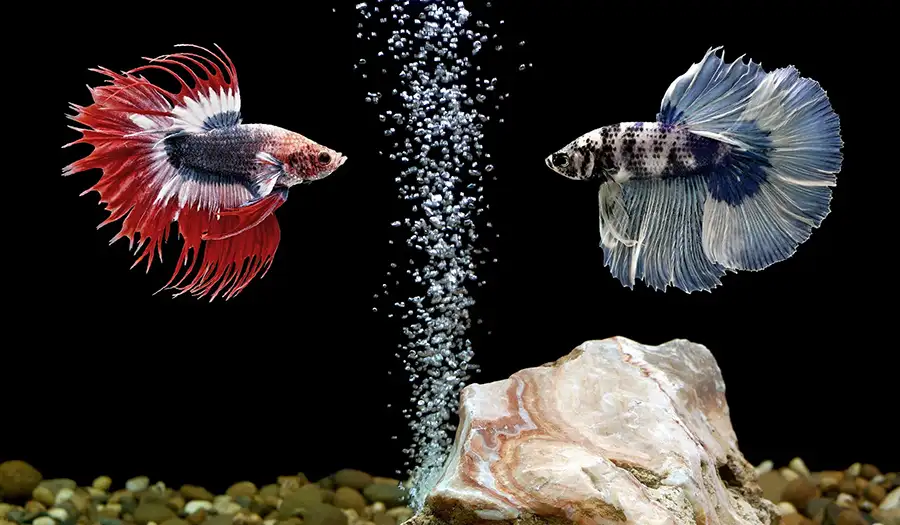 two betta fish, siamese fighting fish in aquarium