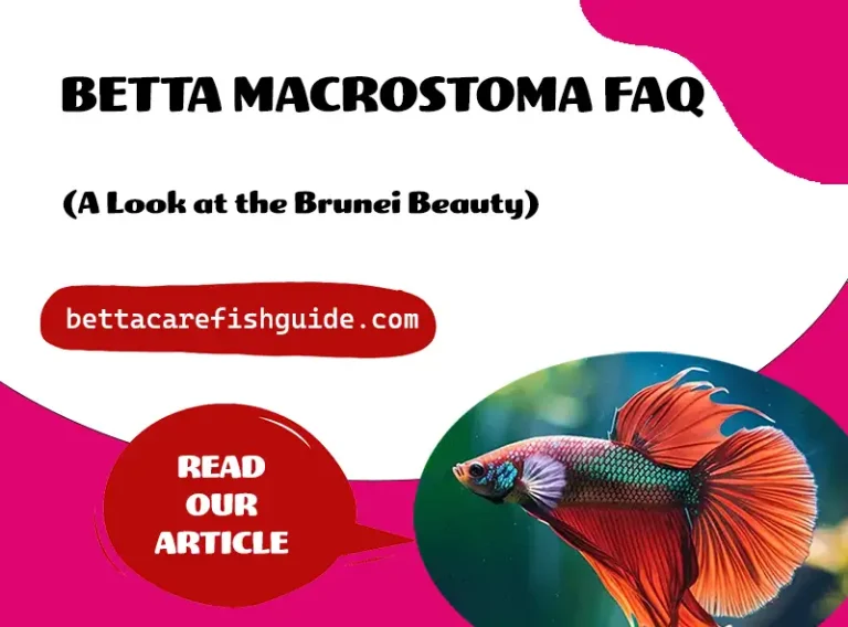Betta Macrostoma FAQ (A Look at the Brunei Beauty)