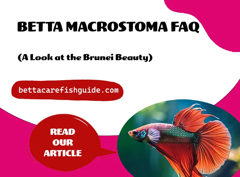 Betta Macrostoma FAQ (A Look at the Brunei Beauty)
