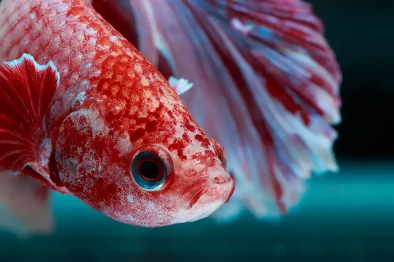 betta macrostoma closeup