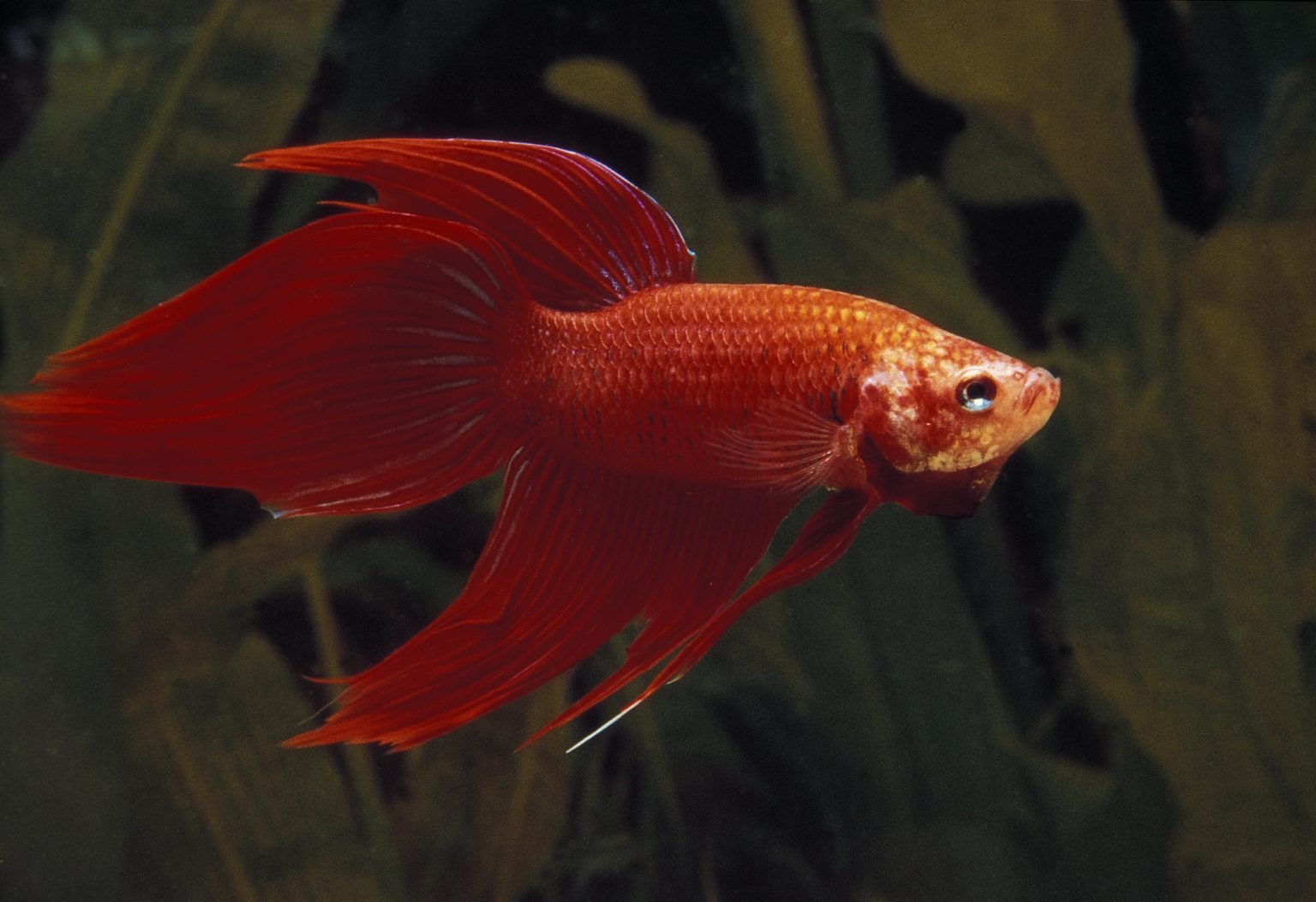Betta Anatomy (Find Out How Amazing These Fish Are!) - Betta Care Fish ...